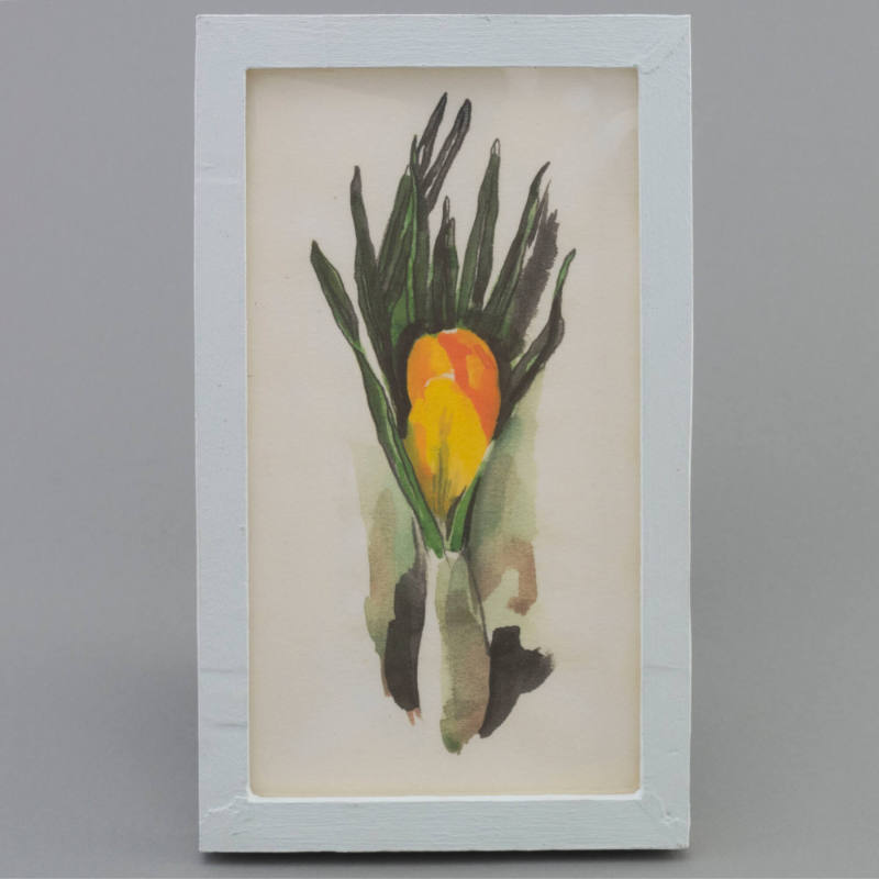 Untitled (Crocus plant)